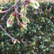 ヒメ日記 2025/03/28 08:24 投稿 伊吹 名古屋Ｍ性感 ルーフ倶楽部