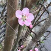 ヒメ日記 2025/03/29 09:11 投稿 伊吹 名古屋Ｍ性感 ルーフ倶楽部