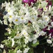 ヒメ日記 2025/04/19 09:05 投稿 伊吹 名古屋Ｍ性感 ルーフ倶楽部