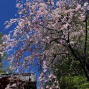 ヒメ日記 2026/04/08 21:39 投稿 綿井雪乃 アロマファンタジー高輪