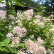 ヒメ日記 2025/06/02 16:51 投稿 ひびき 紳士の嗜み 立川