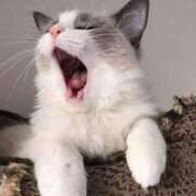 ヒメ日記 2025/03/16 09:28 投稿 川越 西川口デッドボール