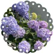 ヒメ日記 2025/07/02 08:29 投稿 川越 西川口デッドボール