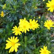 ヒメ日記 2025/01/09 15:38 投稿 ともみ 大塚 虹いろ回春