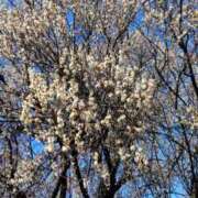 ヒメ日記 2025/02/19 13:05 投稿 ともみ 大塚 虹いろ回春