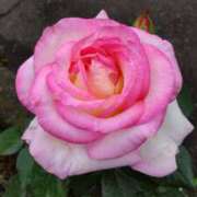 ヒメ日記 2025/03/06 11:38 投稿 ともみ 大塚 虹いろ回春