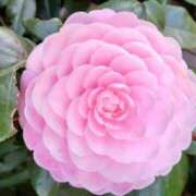 ヒメ日記 2025/03/24 18:46 投稿 ともみ 大塚 虹いろ回春