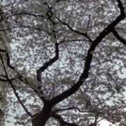 ヒメ日記 2025/04/02 11:41 投稿 ともみ 大塚 虹いろ回春