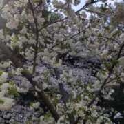 ヒメ日記 2025/04/05 16:51 投稿 ともみ 大塚 虹いろ回春