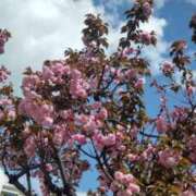 ヒメ日記 2025/04/14 12:12 投稿 ともみ 大塚 虹いろ回春