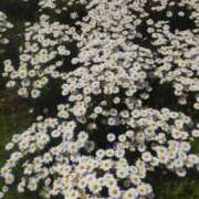 ヒメ日記 2025/04/15 11:57 投稿 ともみ 大塚 虹いろ回春