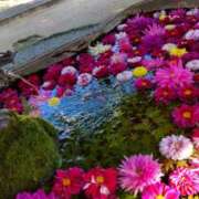 ヒメ日記 2025/04/16 17:46 投稿 ともみ 大塚 虹いろ回春