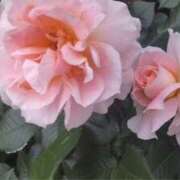 ヒメ日記 2025/04/26 16:14 投稿 ともみ 大塚 虹いろ回春