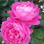 ヒメ日記 2025/05/22 16:45 投稿 ともみ 大塚 虹いろ回春