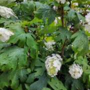 ヒメ日記 2025/06/08 19:06 投稿 ともみ 大塚 虹いろ回春