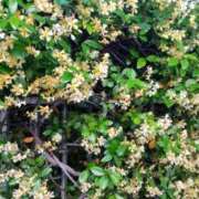 ヒメ日記 2025/06/11 21:22 投稿 ともみ 大塚 虹いろ回春