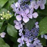 ヒメ日記 2025/06/15 11:01 投稿 ともみ 大塚 虹いろ回春