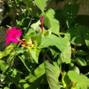 ヒメ日記 2025/06/18 11:15 投稿 ともみ 大塚 虹いろ回春