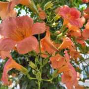 ヒメ日記 2025/07/04 14:55 投稿 ともみ 大塚 虹いろ回春