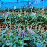 ヒメ日記 2025/07/07 12:39 投稿 ともみ 大塚 虹いろ回春