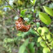 ヒメ日記 2025/08/05 14:30 投稿 ともみ 大塚 虹いろ回春