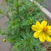 ヒメ日記 2025/08/09 16:24 投稿 ともみ 大塚 虹いろ回春