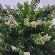 ヒメ日記 2025/08/11 20:40 投稿 ともみ 大塚 虹いろ回春