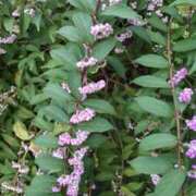 ヒメ日記 2025/09/01 11:09 投稿 ともみ 大塚 虹いろ回春