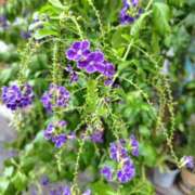 ヒメ日記 2025/09/23 10:59 投稿 ともみ 大塚 虹いろ回春