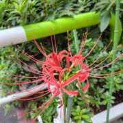 ヒメ日記 2025/09/25 13:56 投稿 ともみ 大塚 虹いろ回春