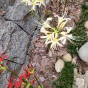 ヒメ日記 2025/09/30 14:03 投稿 ともみ 大塚 虹いろ回春