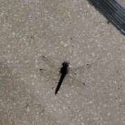 ヒメ日記 2025/10/14 13:26 投稿 ともみ 大塚 虹いろ回春