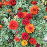 ヒメ日記 2025/11/12 15:01 投稿 ともみ 大塚 虹いろ回春