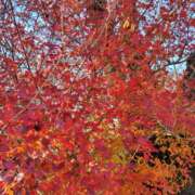 ヒメ日記 2025/12/16 15:27 投稿 ともみ 大塚 虹いろ回春