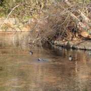 ヒメ日記 2025/12/17 11:18 投稿 ともみ 大塚 虹いろ回春