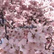 ヒメ日記 2025/04/12 10:45 投稿 ななこ ピーチガール