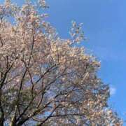 ヒメ日記 2025/04/20 18:56 投稿 ななこ ピーチガール