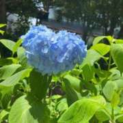 ヒメ日記 2025/06/19 15:34 投稿 ななこ ピーチガール