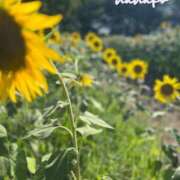 ヒメ日記 2025/07/08 07:55 投稿 ななこ ピーチガール