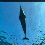 ヒメ日記 2025/07/15 16:59 投稿 ななこ ピーチガール