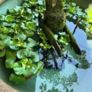 ヒメ日記 2025/10/11 15:26 投稿 ななこ ピーチガール