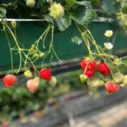 ヒメ日記 2026/02/25 20:42 投稿 ななこ ピーチガール