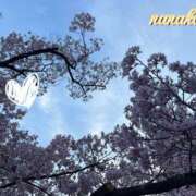 ヒメ日記 2026/04/17 19:31 投稿 ななこ ピーチガール