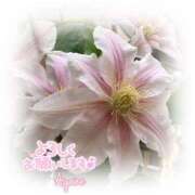 ヒメ日記 2025/05/11 09:06 投稿 あやね 奥様鉄道69 仙台店