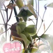 ヒメ日記 2026/04/14 12:06 投稿 あやね 奥様鉄道69 仙台店