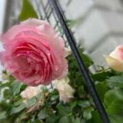 ヒメ日記 2025/05/26 11:56 投稿 えりな 奥様鉄道69 仙台店