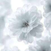 ヒメ日記 2025/11/27 19:46 投稿 えりな 奥様鉄道69 仙台店