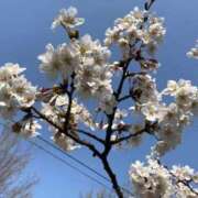 ヒメ日記 2025/04/18 13:59 投稿 みいな 奥様鉄道69 仙台店