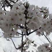 ヒメ日記 2026/04/11 11:16 投稿 みいな 奥様鉄道69 仙台店