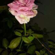 ヒメ日記 2025/05/11 19:45 投稿 さつき ギン妻パラダイス 和歌山店